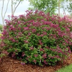 Lilac &#39;Bloomerang Dark Purple&#39; 2 gal PW
