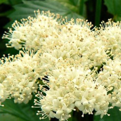 Viburnum Dentatum &#39;Arrowood&#39; 3 gal (native)