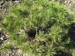 Pumilio Mugo Pine 3 gal