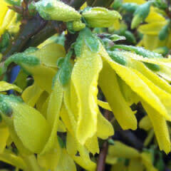 Forsythia &#39;Northern Gold&#39; 3 gal