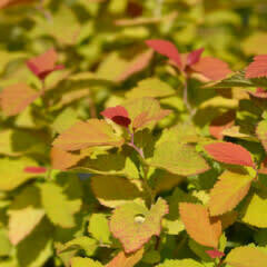 Spirea &#39;Double Play Big Bang&#39; 2 gal PW