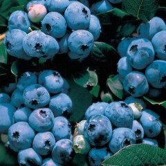 Blueberry - Vaccinium 'Bluejay' - 5 gal