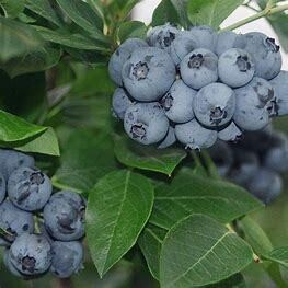 Blueberry 'Saint Cloud' 5 gal