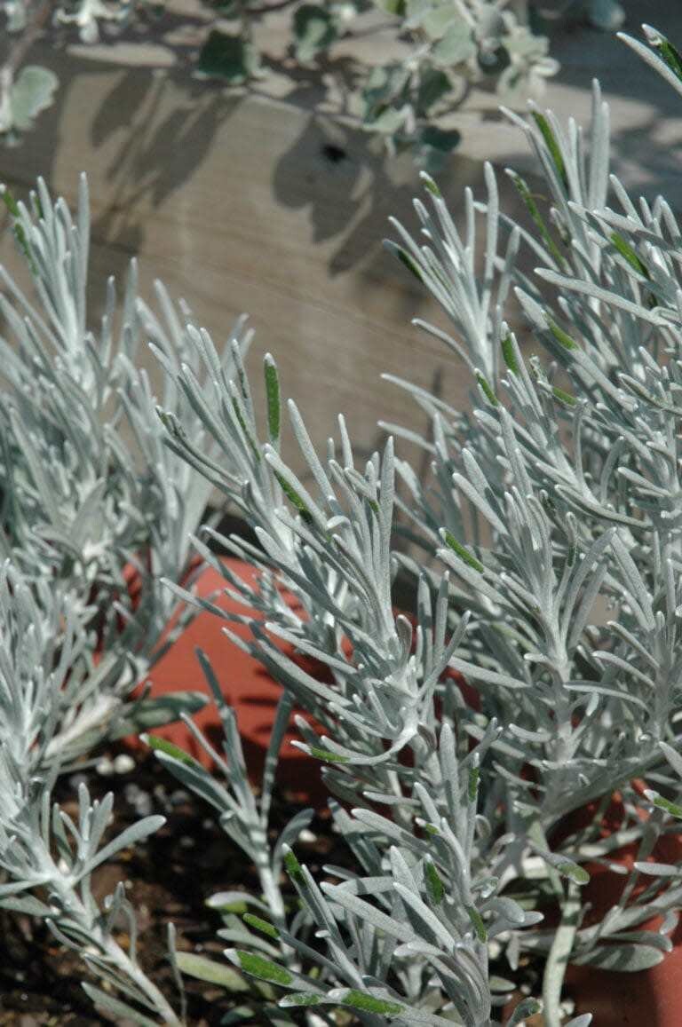Licorice Plant &#39;Icicles&#39; 4&quot;