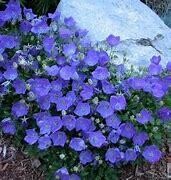 Campanula - 4" Rapido Blue