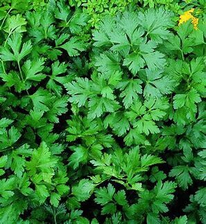 Parsley ORGANIC 'Italian Plain' 4.5"