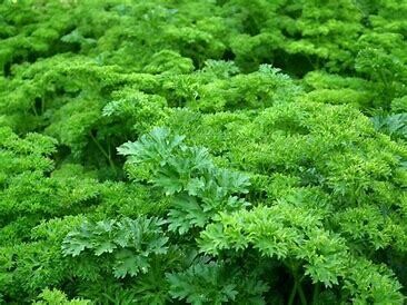 Parsley ORGANIC &#39;Curled&#39; 4&#39;