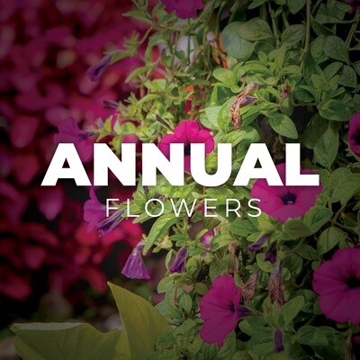 Annual Flowers