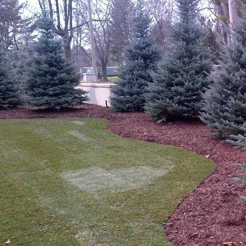 Colorado Blue Spruce &#39;Fat Albert&#39; - 3&#39; B &amp; B