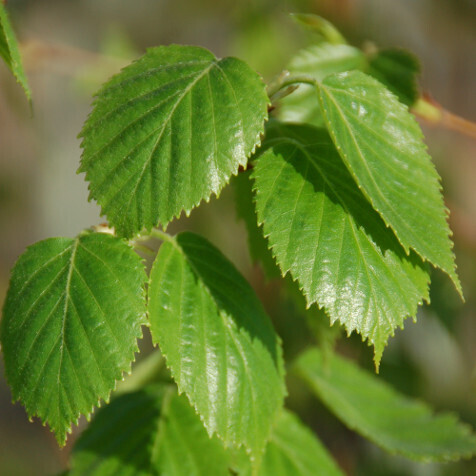 Paper Birch - Single 5&#39; Potted