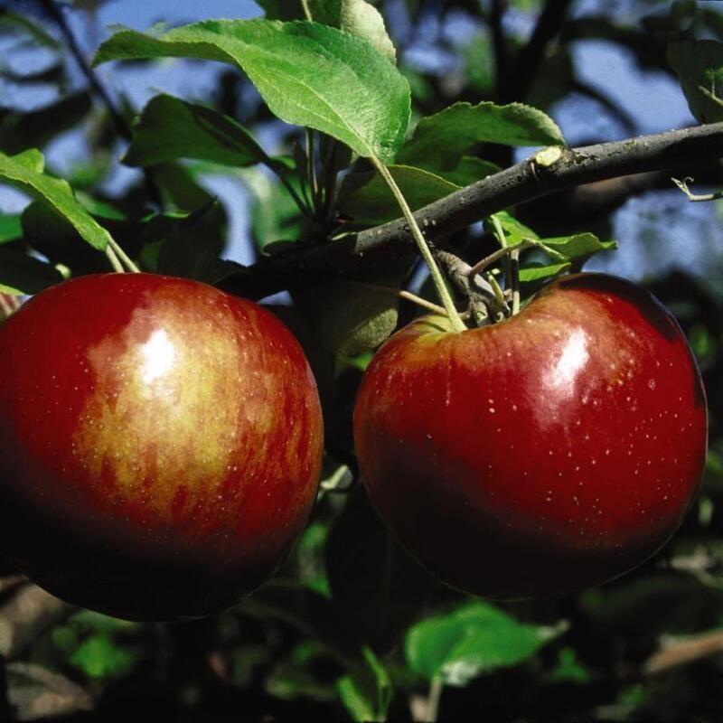 Apple &#39;Cortland&#39; 4&#39; Potted