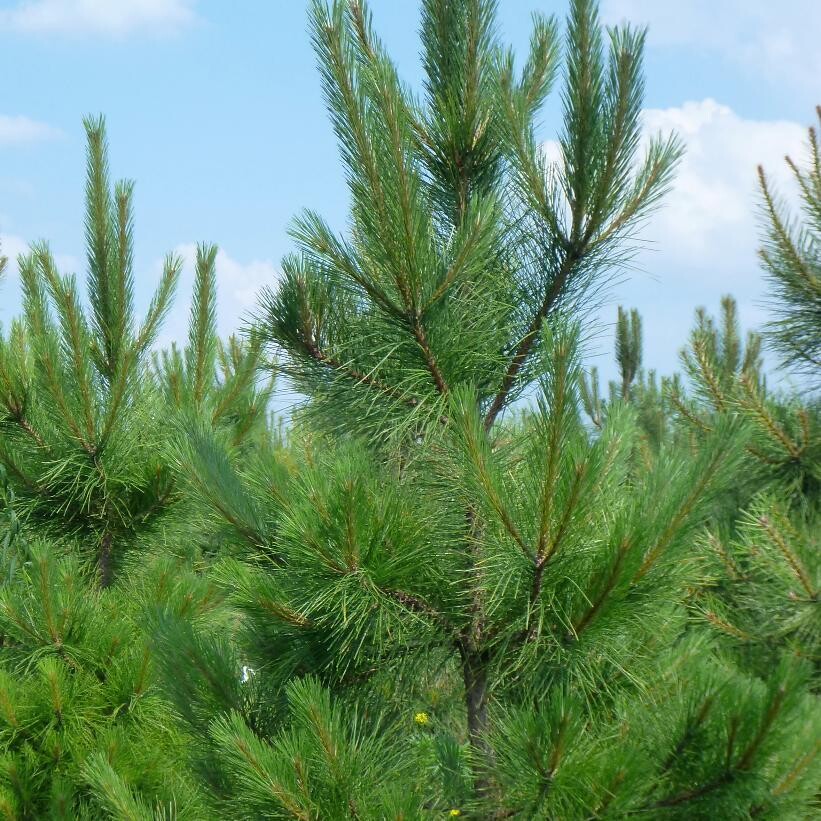 Red Pine 2&#39; Potted
