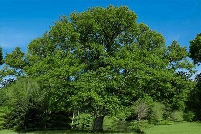 Oak &#39;English&#39; 8&#39; Potted