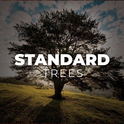 Standard Trees