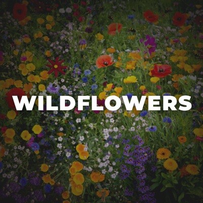Wildflowers