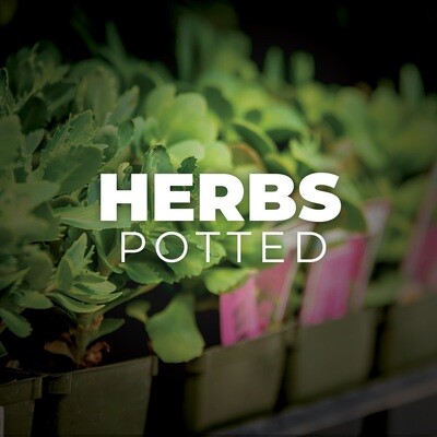 Herbs - Potted
