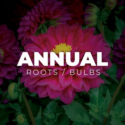 Annuals