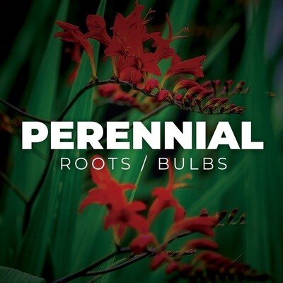 Perennials