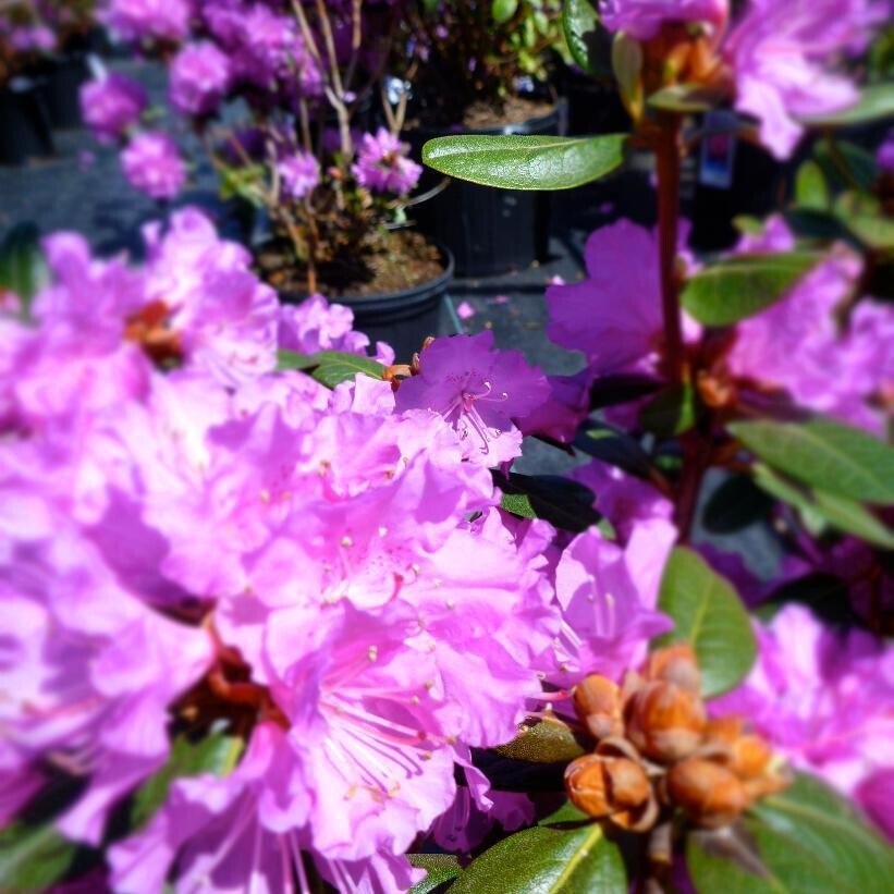 Rhododendron " PJM Regal" 3 Gal - 50 cm