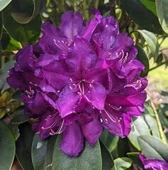 Rhododendron 'Purple Passion' 5 gal