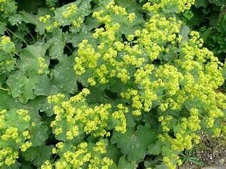 Lady&#39;s Mantle - Alchemilla Mollis - 1 gal