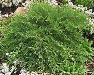 Russian Cypress &#39;Celtic Pride&#39; 2 gal PW