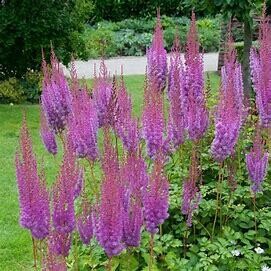 Astilbe 'Purple Candles' - 1 Gal