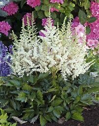 Astilbe &#39;Visions in White&#39; 1 gal