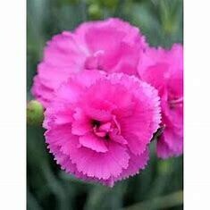 Dianthus &#39;Tickled Pink&#39; 1 gal