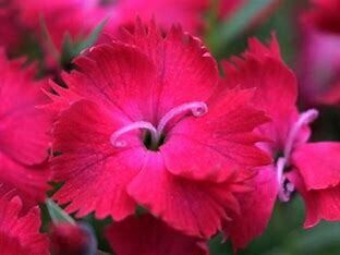 Dianthus &#39;Vivid Cherry Charm&#39; 1 gal