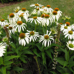 Cone Flower &#39;Echinacea White Swan&#39; 1 gal