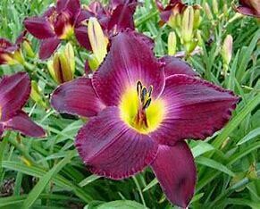 Daylily - Hemerocallis &#39;Strutter&#39;s Ball&#39; - 1 gal