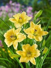 Daylily - Hemerocallis &#39;Big Happy Time&#39; 1 gal