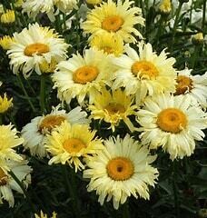 Shasta Daisy &#39;Leucanthemum Goldfinch&#39; 1 gal