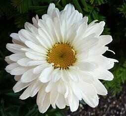 Shasta Daisy 'Leucanthemum Victorian Secret' 1 gal
