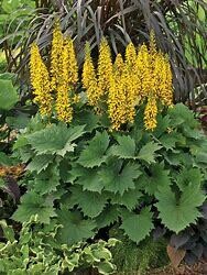 Ligularia &#39;Bottle Rocket&#39; 1 gal PW