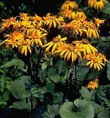 Ligularia &#39;Desdemona&#39; - 1 gal