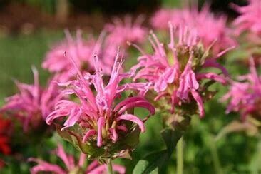Beebalm &#39;Monarda Bee-Lieve&#39; 1 Gal