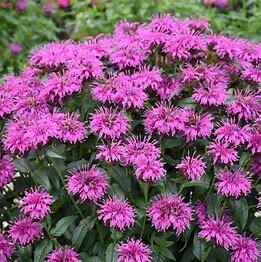 Beebalm &#39;Monarda Electric Neon Purple&#39; - 1 gal