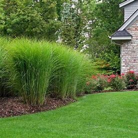 Maiden Grass &#39;Gracillimus&#39; 2 gal