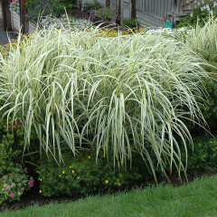 Maiden Grass - Miscanthus s. Variegatus 2 g