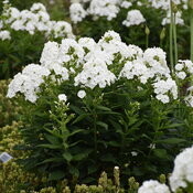 Garden Phlox &#39;Backlight&#39; - 1 gal