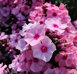 Garden Phlox &#39;Bright Eyes&#39; 1 gal