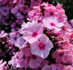 Garden Phlox &#39;Bright Eyes&#39; - 1 gal