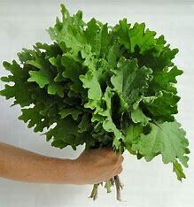 Kale ORGANIC &#39;Green&#39; - 4&quot;
