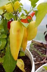 Pepper ORGANIC &#39;Banana Hungarian Hot Wax&#39; - 4&quot;