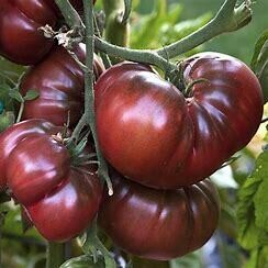 Tomatoes ORGANIC &#39;Black Krim - Heirloom&#39; - 4&quot;
