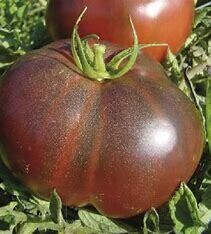 Tomatoes ORGANIC &#39;Brandywine - Heirloom&#39; - 4&quot;