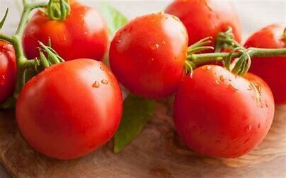 Tomatoes ORGANIC &#39;Early Girl&#39; - 4&quot;