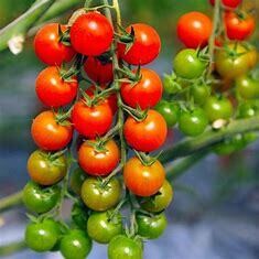 Tomato Super Sweet 100 4 cell